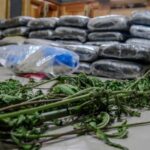 httpsresources.diariolibre.comimages20260413incautan-alijo-de-drogas-con-613-libras-en-elias-pina-4d87e189-focus-0-0-400-300-1